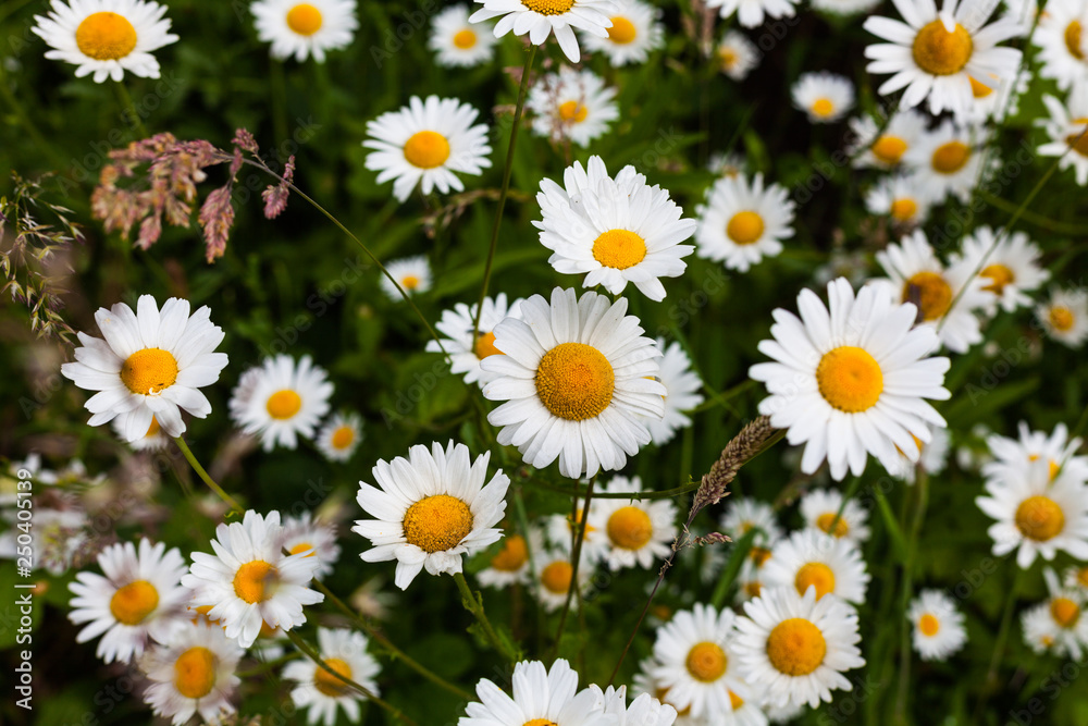 Closeup view of the chamomile field. Nature concept image with healthy plants Closeup view of the chamomile field. Nature concept image with healthy plants
