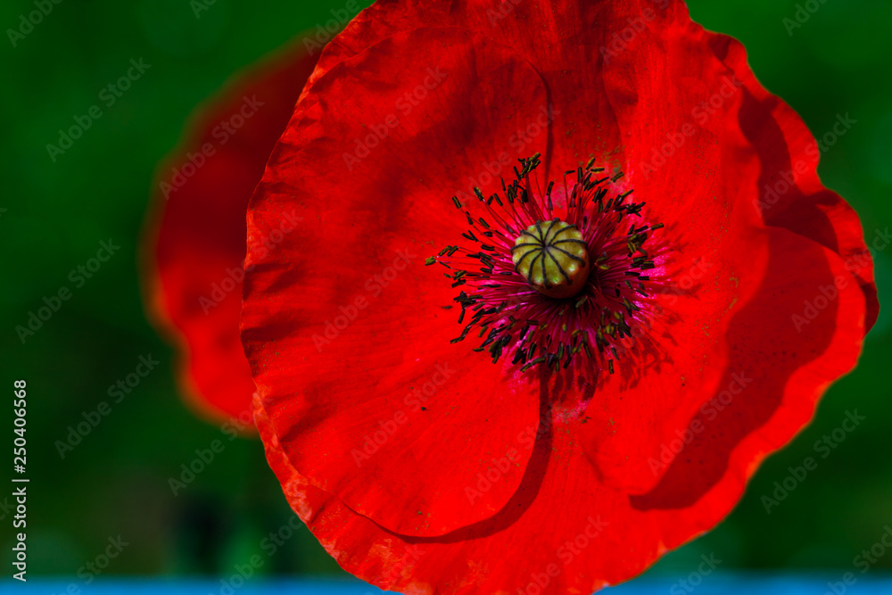 Closeup image of red poppy with blurred green background. Flowers concept with macro lens Closeup image of red poppy with blurred green background. Flowers concept with macro lens
