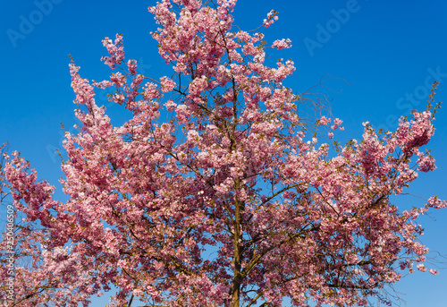 a flowered cherry tree/an explosion of blooming cherry tree in a park