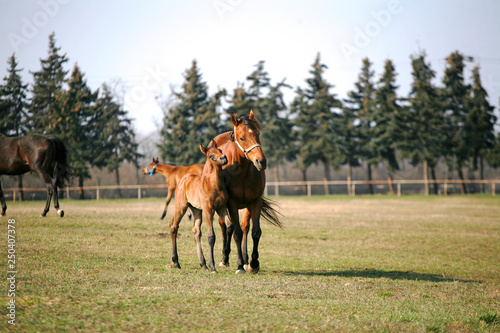 Beautiful thoroughbred mare and foal grazing and playing together at rural equestrian farm
