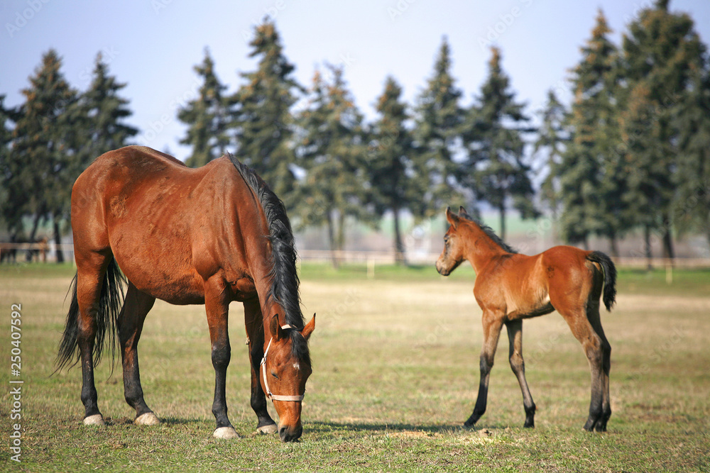 Fototapeta premium Beautiful thoroughbred mare and foal grazing and playing together at rural equestrian farm