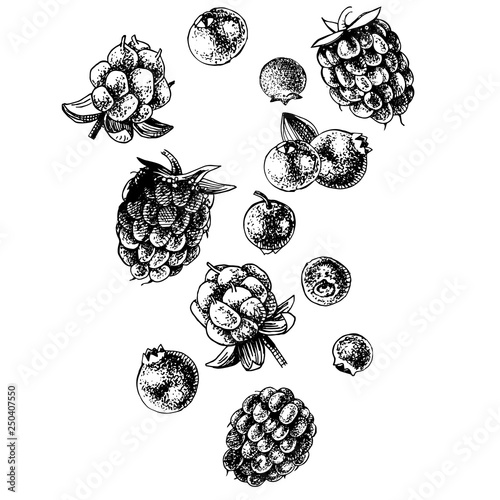 Hand drawn berries on white background