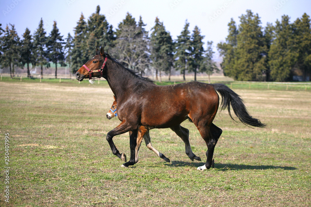 Beautiful thoroughbred mare and foal grazing and playing together at rural equestrian farm Beautiful thoroughbred mare and foal grazing and playing together at rural equestrian farm