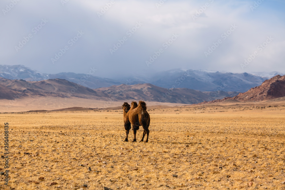 Camel in the desert steppes of Mongolia. Camel in the desert steppes of Mongolia.