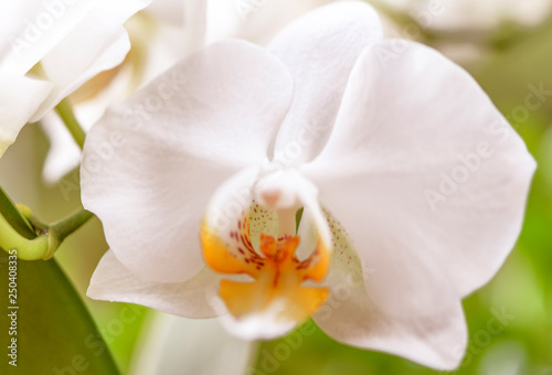 Orchidee, Orchideenblüte, weiß, Nahaufnahme
