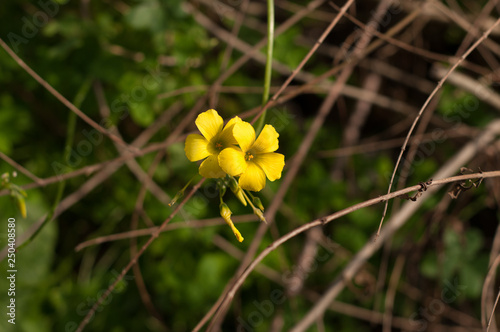 fiore di Oxalis photo