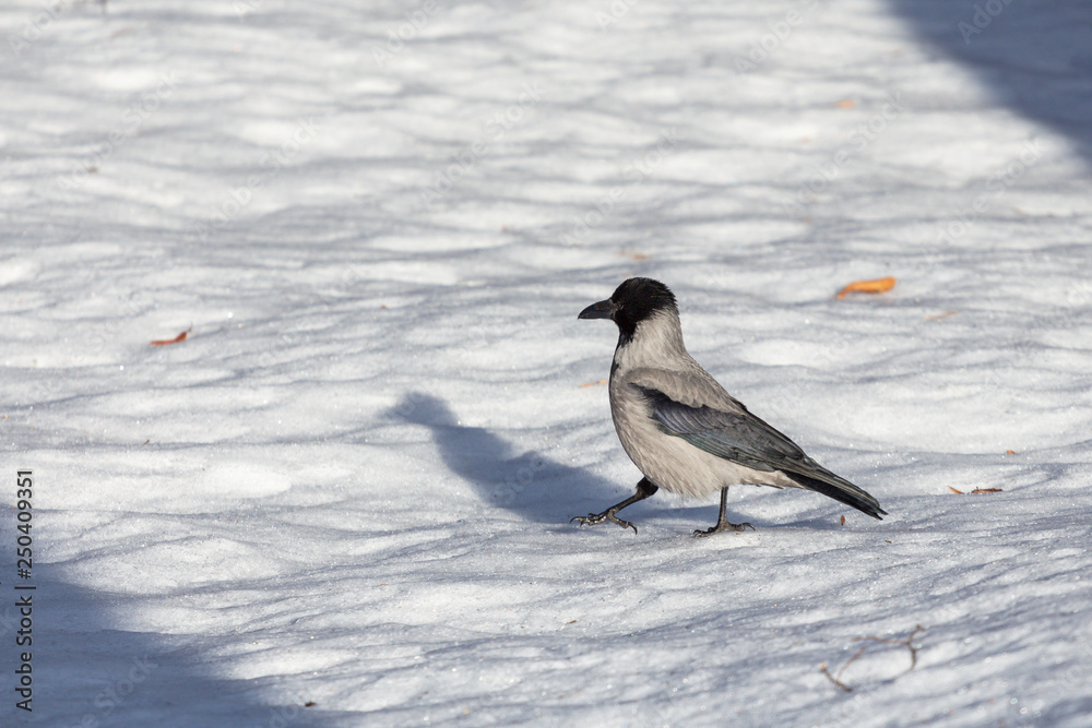 gray crow in the snow in the park gray crow in the snow in the park