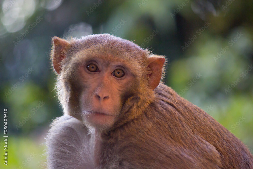 Fototapeta premium The Rhesus Macaque Monkey in its natural habitat