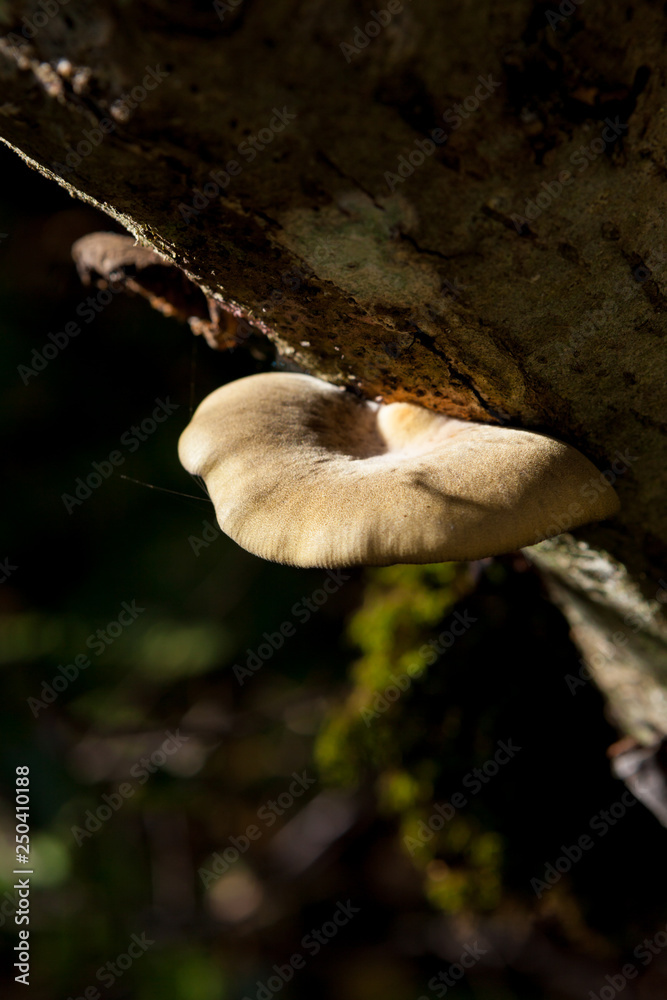 Polypore growing on tree trunk