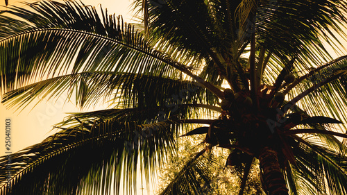 Palm trees on the background of a beautiful sunset