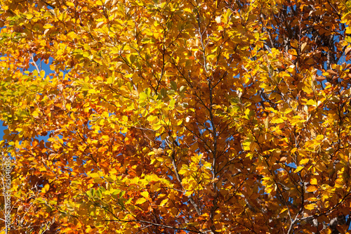Herbstgold