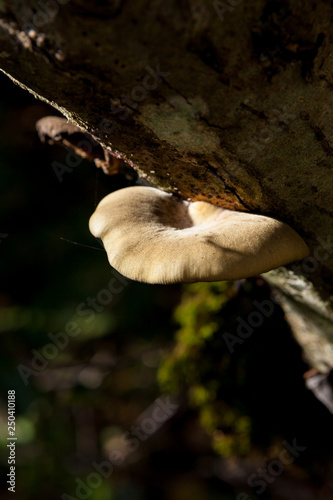 Polypore growing on tree trunk