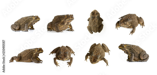 Group of toad(Bufonidae) isolated on a white background. Amphibian. Animal. photo