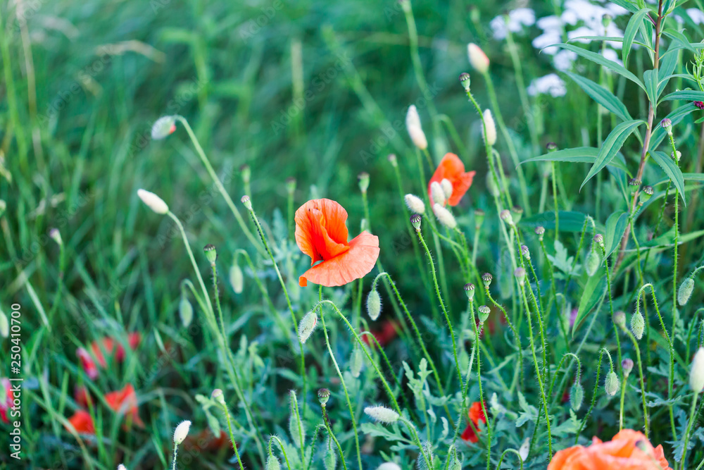 Red ponceau flowers in the green field. Nature flowers image concept in the field. Red flowers with green grass Red ponceau flowers in the green field. Nature flowers image concept in the field. Red flowers with green grass