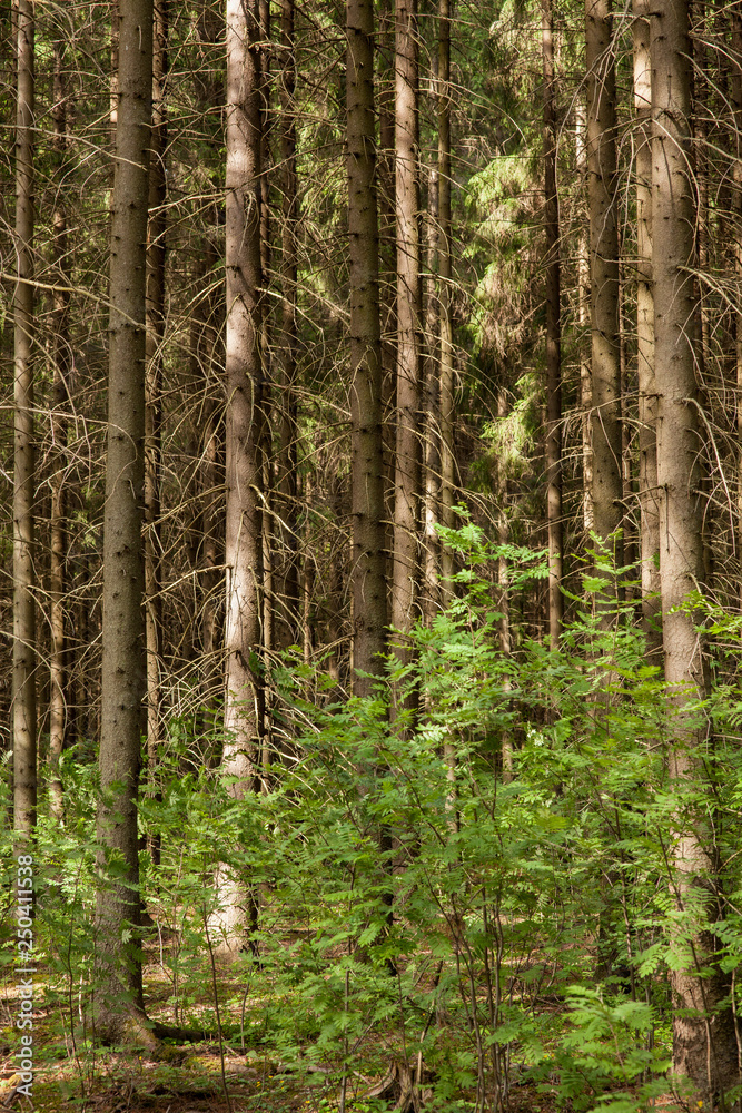 Coniferous forest at summer day Coniferous forest at summer day
