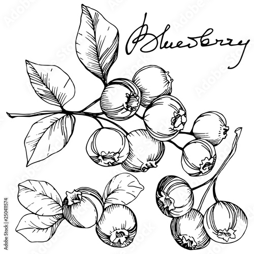 Vector Blueberry black and white engraved ink art. Berries and leaves. Isolated blueberry illustration element.