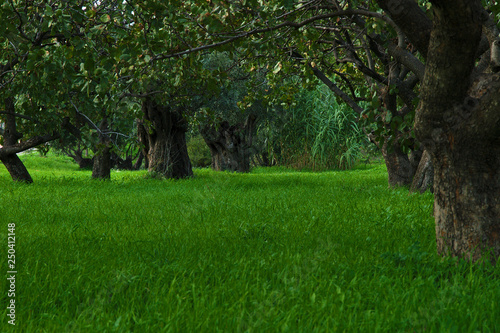 Beautiful low trees and vibrant colorful green grass in a park. Panorama photo. Tritsis park in Athens  Greece.