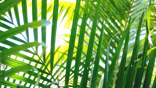 Tropical palm leaves  floral pattern background  real photo