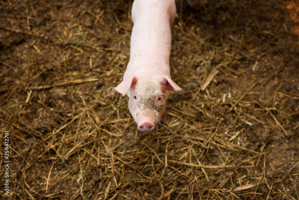 Small pigs in the farm. Fattening pigs. Small pigs in the farm. Fattening pigs.