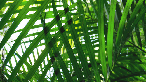 Tropical palm leaves, floral pattern background, real photo