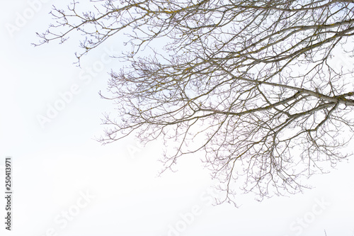 branches of trees and plants on the background of winter snow