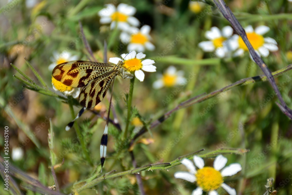 Nemoptera bipennis posada en plantas en verano Nemoptera bipennis posada en plantas en verano