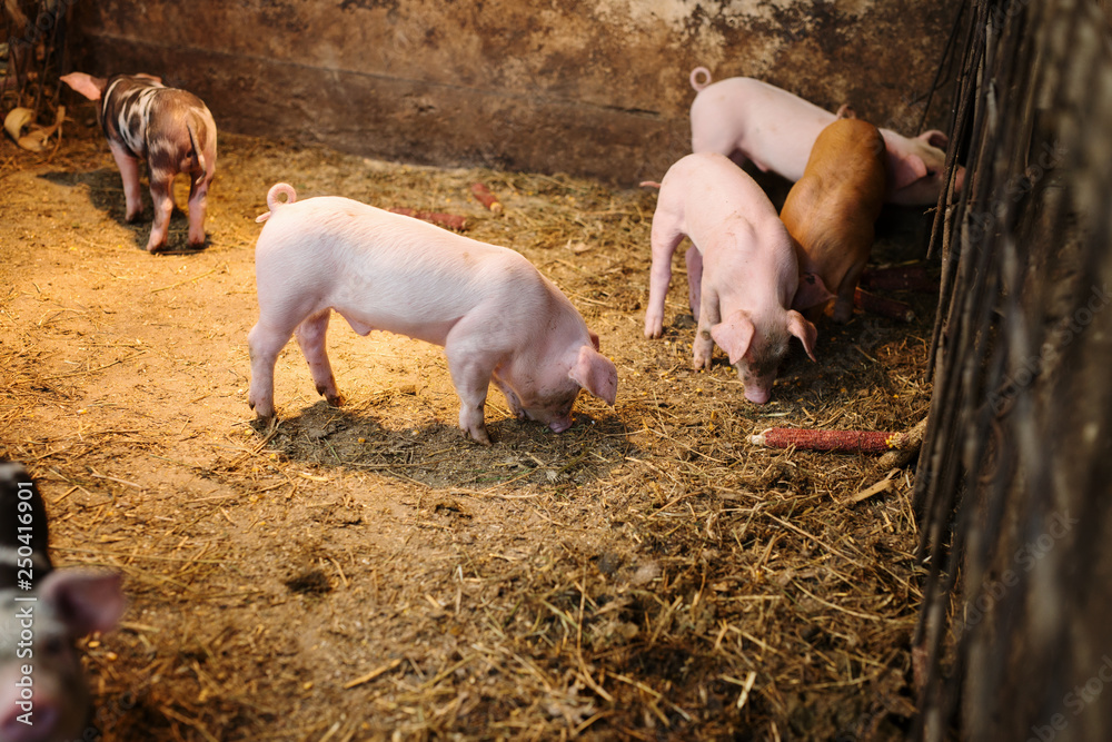 Small pigs in the farm. Fattening pigs. Small pigs in the farm. Fattening pigs.