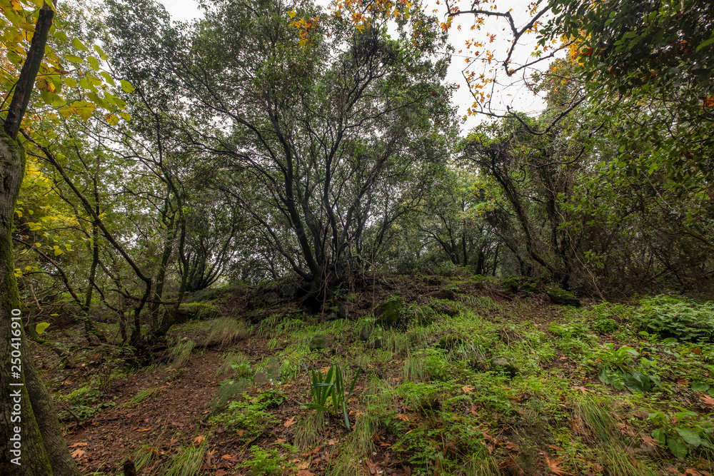 forest, Nahal Snir nature reserve,Israel forest, Nahal Snir nature reserve,Israel