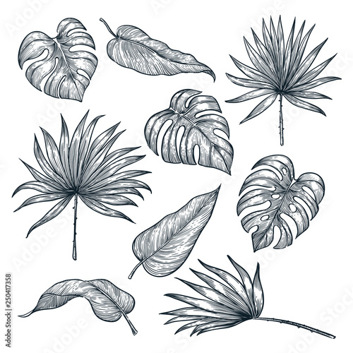 Tropical plants leaf set, isolated on white background. Vector sketch illustration. Hand drawn design elements.