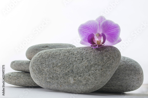Purple orchid blossom on a grey roundstone, four more stones behind it - white background