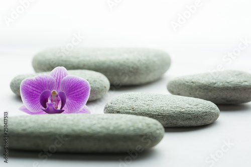 Five flat grey roundstones and a purple orchid flower lying on white background