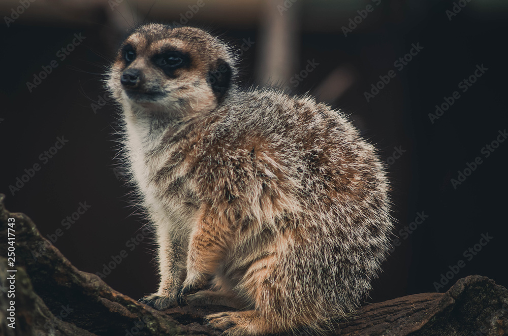 Fototapeta premium Spectacular portrait of a meerkat. Animal