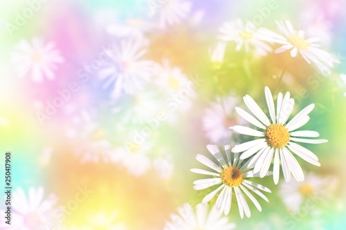 Schilderij op canvas Glade of daisies with a multi-colored filter