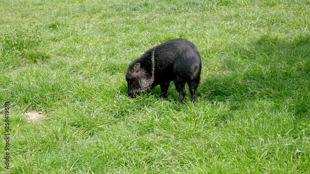 Small Wild Boar Grazing Grass On A Green Meadow Small Wild Boar Grazing Grass On A Green Meadow