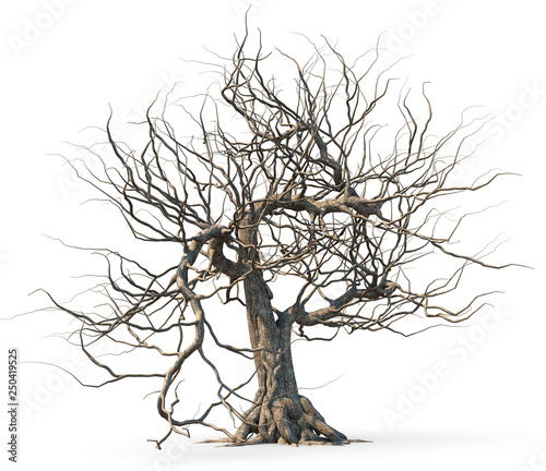 Dead tree isolated on white background.