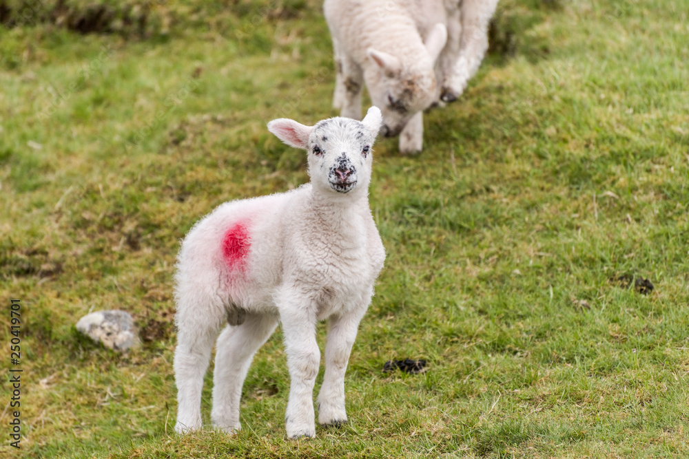 Young little lamb standing in a field on a hillside Young little lamb standing in a field on a hillside