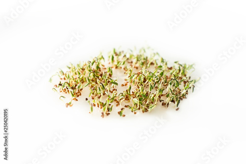 sprouted seeds. sprouts seed cress lettuce. greens