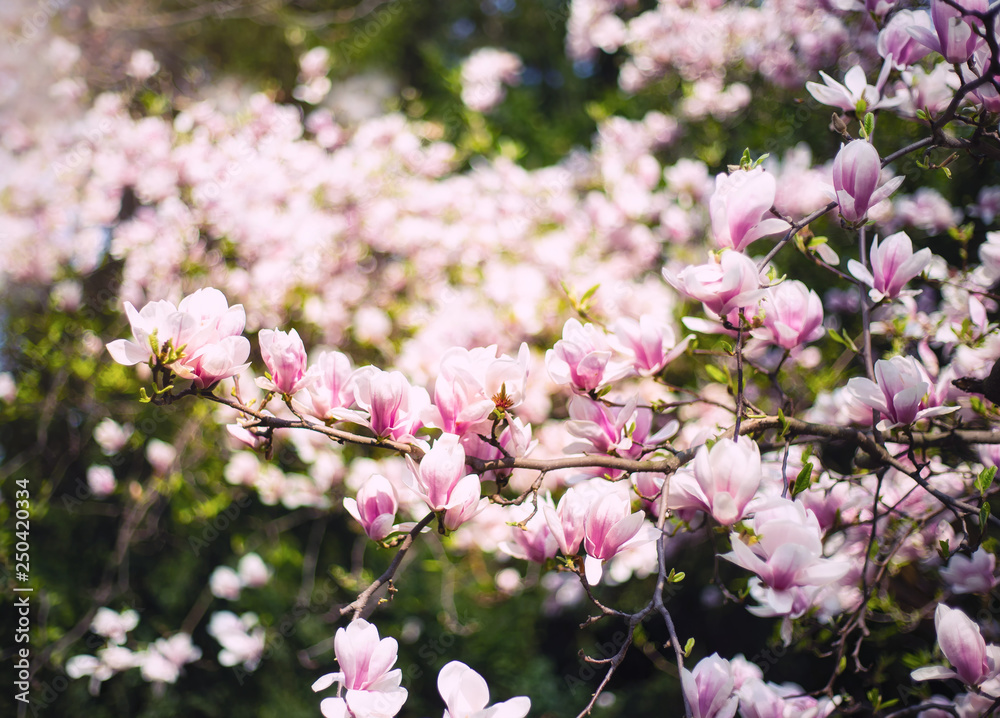 Blooming tree with Pink magnolias in spring day. Beautiful pink magnolias in the garden of Czech Republic Blooming tree with Pink magnolias in spring day. Beautiful pink magnolias in the garden of Czech Republic