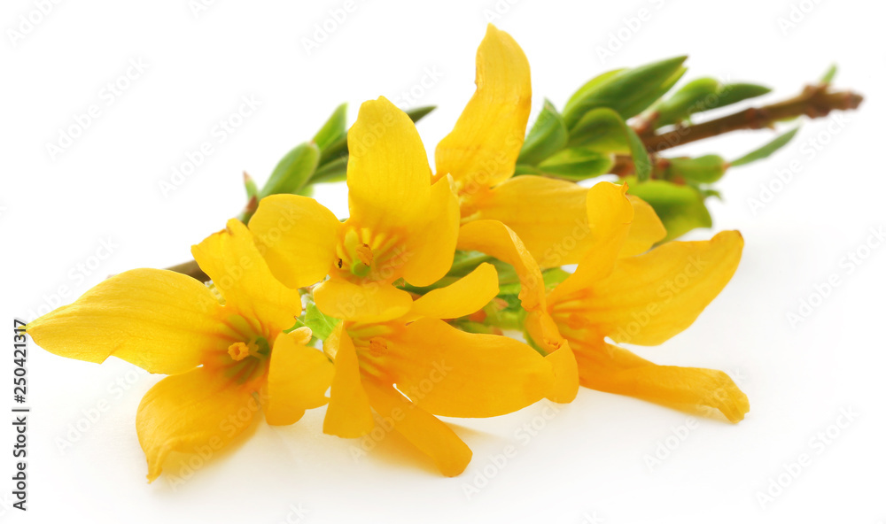 Obraz premium Bunch of fresh forsythia