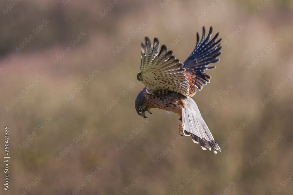 Fototapeta premium Kestrel hovering isolated with an uncluttered background