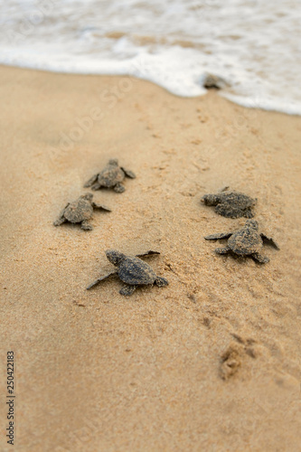 Baby turtles making it's way to the ocean