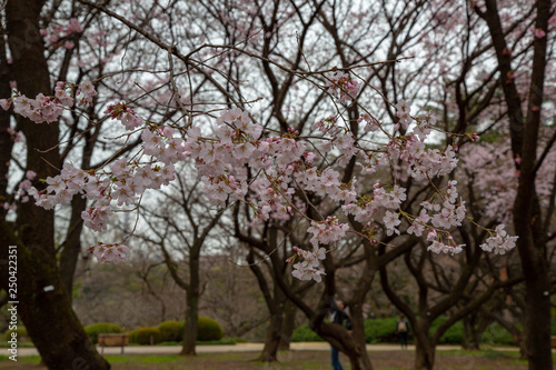 Cherry blossom in Japan. Sakura flowers and trees close up in Tokyo, Japan during Spring time