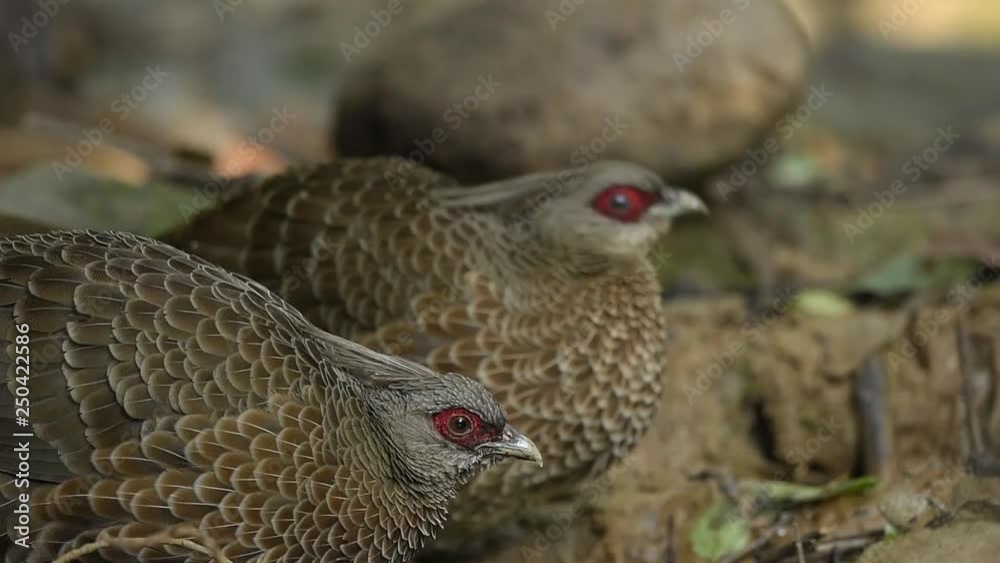 Kalij pheasant drinking water in himalaya Kalij pheasant drinking water in himalaya