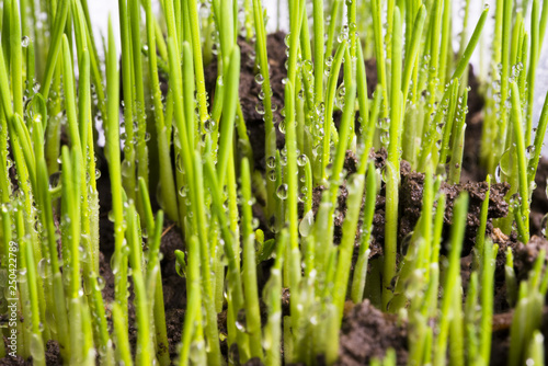 Macro photography of growing wheatgrass with water drops