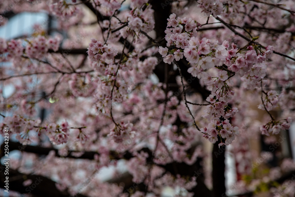 Cherry blossom in Japan. Sakura flowers and trees close up in Tokyo, Japan during Spring time Cherry blossom in Japan. Sakura flowers and trees close up in Tokyo, Japan during Spring time