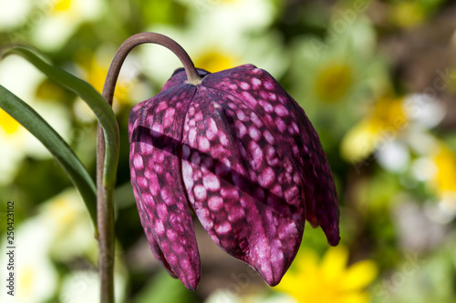 Fritillaria meleagris commonly known as snake's head fritillary a common spring flowering bulb plant