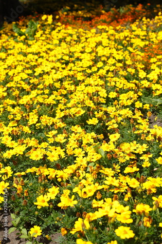 Gelbe Zinnien Blumen