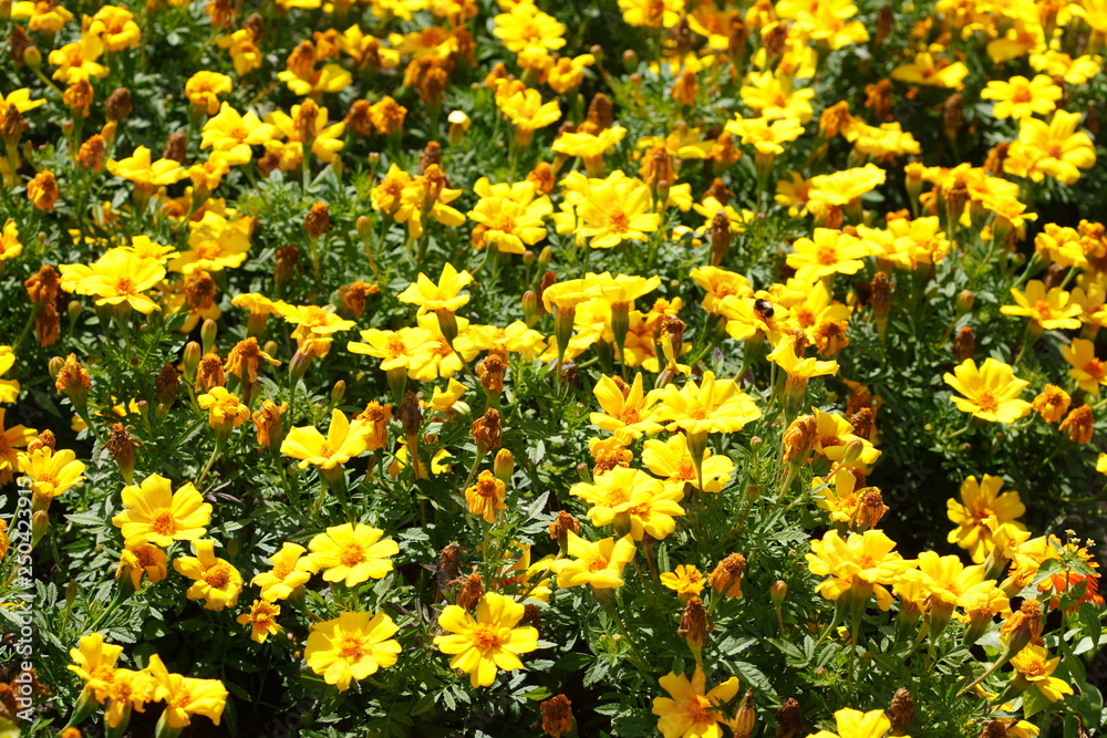 Gelbe Zinnien Blumen, Blumenbeet, Hintergrundbild