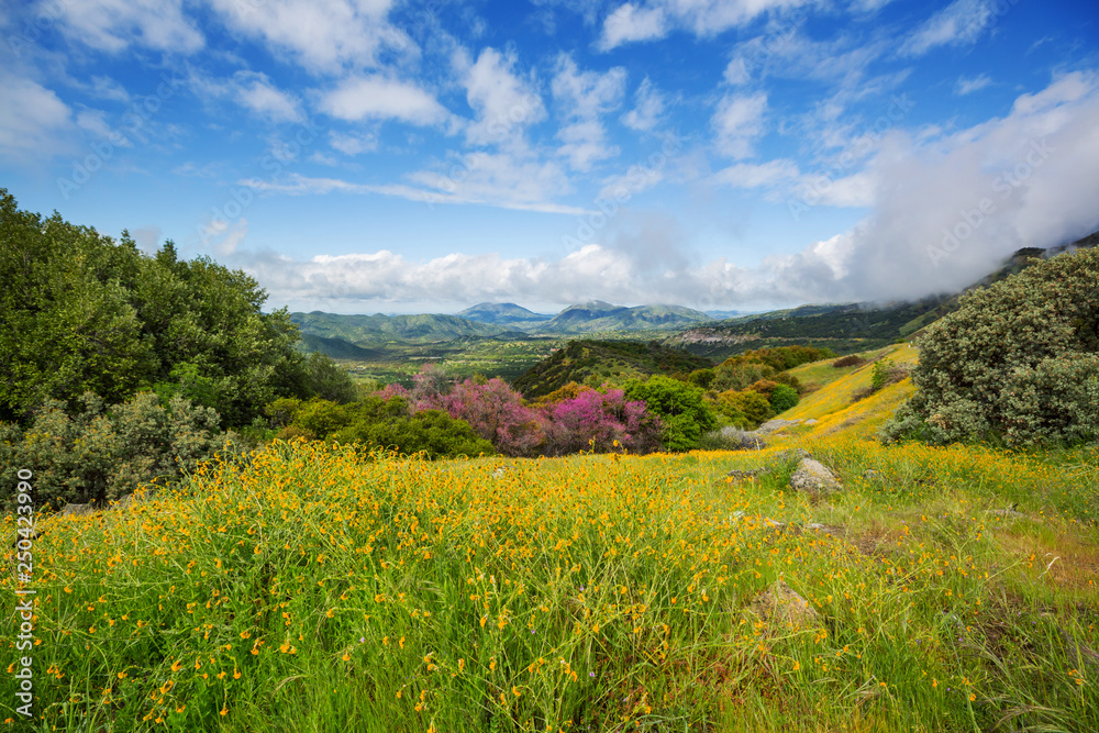 Obraz premium Summer meadow