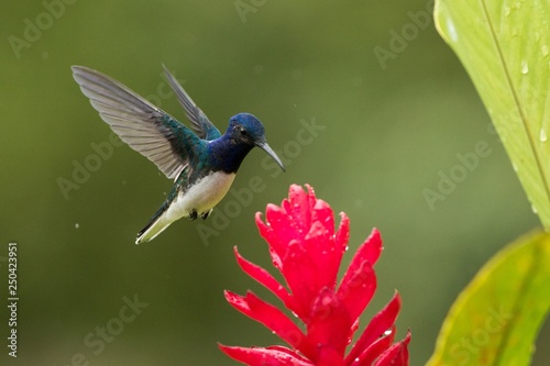 White-necked jacobin hovering next to red flower in rain,tropical forest, Colombia, bird sucking nectar from blossom in garden,beautiful hummingbird with outstretched wings,nature wildlife scene